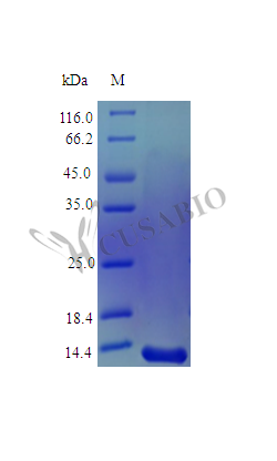 Recombinant Human Midkine protein (MDK) (Active) – Figure 1 of 1