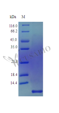 Recombinant Human Pro-neuregulin-1, membrane-bound isoform protein (NRG1), partial (Active) – Figure 1 of 1