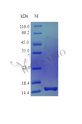 Recombinant Human Pleiotrophin protein (PTN) (Active) – Figure 1 of 1