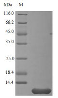 Recombinant Human Neuritin (NRN1), partial (Active) – Figure 1 of 1