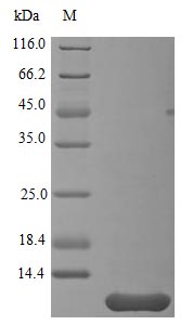 Recombinant Human Neuritin (NRN1), partial (Active) – Figure 1 of 1