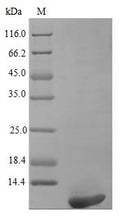 Recombinant Human Persephin protein (PSPN), partial (Active) – Figure 1 of 1