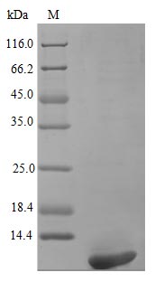 Recombinant Human Persephin protein (PSPN), partial (Active) – Figure 1 of 1