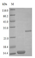 Recombinant Human Bone morphogenetic protein 2 protein (BMP2) (Active) – Figure 1 of 1