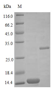 Recombinant Human Bone morphogenetic protein 2 protein (BMP2) (Active) – Figure 1 of 1