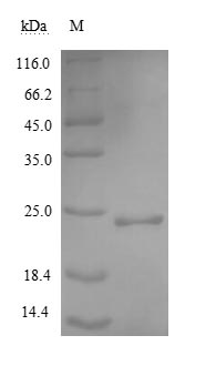 Recombinant Human Noggin protein (NOG) (Active) – Figure 1 of 1
