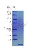 Recombinant Human Beta-defensin 103 protein (DEFB103A) (Active) – Figure 1 of 1