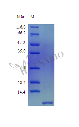 Recombinant Human Beta-defensin 104 protein (DEFB104A) (Active) – Figure 1 of 1