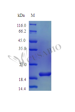 Recombinant Mouse Interleukin-36 beta protein (Il36b) (Active) – Figure 1 of 1