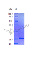 Recombinant Mouse Granulocyte colony-stimulating factor protein (Csf3) (Active) – Figure 1 of 1