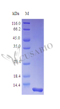Recombinant Rhesus Macaque Interleukin-8 protein (CXCL8) (Active) – Figure 1 of 1