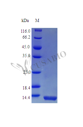 Recombinant Rhesus Macaque Interleukin-13 protein (IL13) (Active)