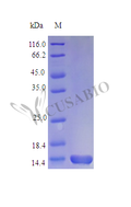 Recombinant Mouse Interleukin-3 protein (Il3), partial (Active) – Figure 1 of 1