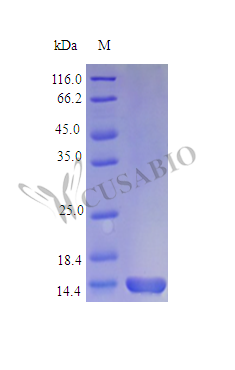 Recombinant Mouse Interleukin-3 protein (Il3), partial (Active)