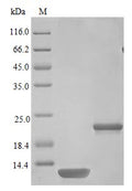 Recombinant Mouse Interleukin-5 protein (Il5) (Active) – Figure 1 of 1