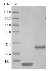 Recombinant Mouse Interleukin-5 protein (Il5) (Active) – Figure 1 of 1