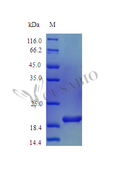 Recombinant Mouse Interleukin-6 protein (Il6) (Active) – Figure 1 of 1