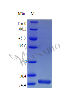 Recombinant Mouse Interleukin-21 protein (Il21) (Active) – Figure 1 of 1