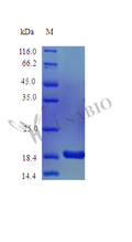 Recombinant Mouse Interleukin-36 alpha protein (Il36a) (Active) – Figure 1 of 1