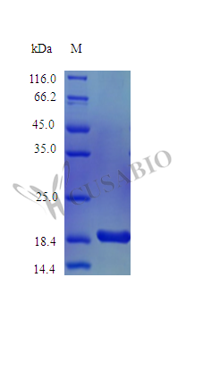 Recombinant Mouse Interleukin-36 alpha protein (Il36a) (Active)