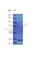 Recombinant Mouse Interleukin-36 alpha protein (Il36a) (Active) – Figure 1 of 1