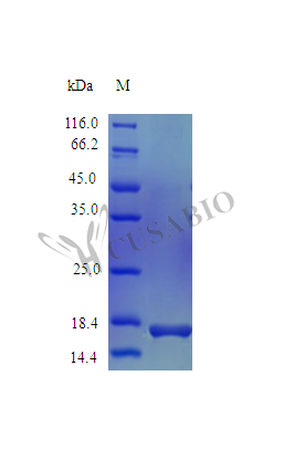Recombinant Mouse Interleukin-36 alpha protein (Il36a) (Active)
