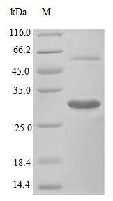 Recombinant Mouse Macrophage colony-stimulating factor 1 protein (Csf1), partial (Active) – Figure 1 of 1