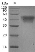 (Tris-Glycine gel) Discontinuous SDS-PAGE (reduced) with 5% enrichment gel and 15% separation gel.