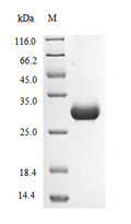 (Tris-Glycine gel) Discontinuous SDS-PAGE (reduced) with 5% enrichment gel and 15% separation gel.
According to the left SDS-PAGE image, the purity of Proteinase K is 95%+ and the molecular weight is 28.9 kDa.