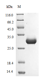 (Tris-Glycine gel) Discontinuous SDS-PAGE (reduced) with 5% enrichment gel and 15% separation gel.
According to the left SDS-PAGE image, the purity of Proteinase K is 95%+ and the molecular weight is 28.9 kDa.