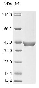 (Tris-Glycine gel) Discontinuous SDS-PAGE (reduced) with 5% enrichment gel and 15% separation gel.