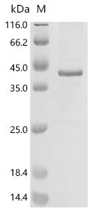 (Tris-Glycine gel) Discontinuous SDS-PAGE (reduced) with 5% enrichment gel and 15% separation gel.