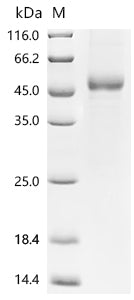 (Tris-Glycine gel) Discontinuous SDS-PAGE (reduced) with 5% enrichment gel and 15% separation gel.