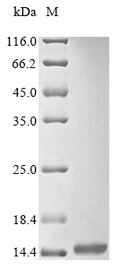 (Tris-Glycine gel) Discontinuous SDS-PAGE (reduced) with 5% enrichment gel and 15% separation gel.