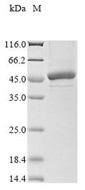(Tris-Glycine gel) Discontinuous SDS-PAGE (reduced) with 5% enrichment gel and 15% separation gel.
