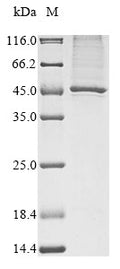 (Tris-Glycine gel) Discontinuous SDS-PAGE (reduced) with 5% enrichment gel and 15% separation gel.