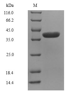 (Tris-Glycine gel) Discontinuous SDS-PAGE (reduced) with 5% enrichment gel and 15% separation gel.