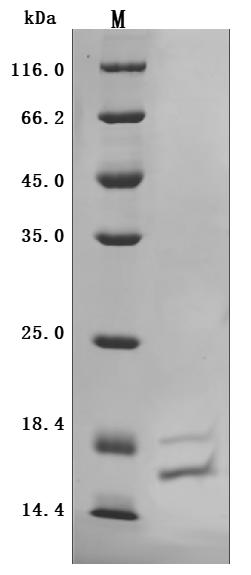 (Tris-Glycine gel) Discontinuous SDS-PAGE (reduced) with 5% enrichment gel and 15% separation gel.