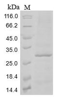 (Tris-Glycine gel) Discontinuous SDS-PAGE (reduced) with 5% enrichment gel and 15% separation gel.
