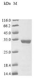 (Tris-Glycine gel) Discontinuous SDS-PAGE (reduced) with 5% enrichment gel and 15% separation gel.