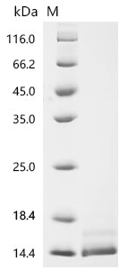 (Tris-Glycine gel) Discontinuous SDS-PAGE (reduced) with 5% enrichment gel and 15% separation gel.