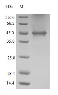 (Tris-Glycine gel) Discontinuous SDS-PAGE (reduced) with 5% enrichment gel and 15% separation gel.