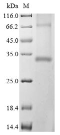 (Tris-Glycine gel) Discontinuous SDS-PAGE (reduced) with 5% enrichment gel and 15% separation gel.