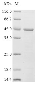 (Tris-Glycine gel) Discontinuous SDS-PAGE (reduced) with 5% enrichment gel and 15% separation gel.