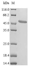 (Tris-Glycine gel) Discontinuous SDS-PAGE (reduced) with 5% enrichment gel and 15% separation gel.