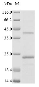 (Tris-Glycine gel) Discontinuous SDS-PAGE (reduced) with 5% enrichment gel and 15% separation gel.