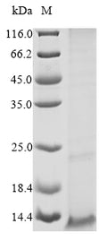 (Tris-Glycine gel) Discontinuous SDS-PAGE (reduced) with 5% enrichment gel and 15% separation gel.