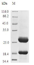 (Tris-Glycine gel) Discontinuous SDS-PAGE (reduced) with 5% enrichment gel and 15% separation gel.
