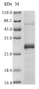 (Tris-Glycine gel) Discontinuous SDS-PAGE (reduced) with 5% enrichment gel and 15% separation gel.