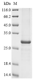 (Tris-Glycine gel) Discontinuous SDS-PAGE (reduced) with 5% enrichment gel and 15% separation gel.